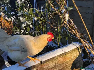 Chickens poultry Warren breed cockeral - Advert 1