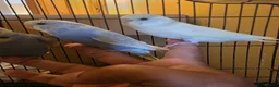 Budgerigars birds for sale: Hand tamed baby budgies for sale  - Advert 5