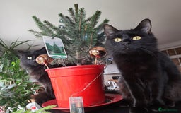 Mixed Breed cats for sale: Sweety girl  - Image 14