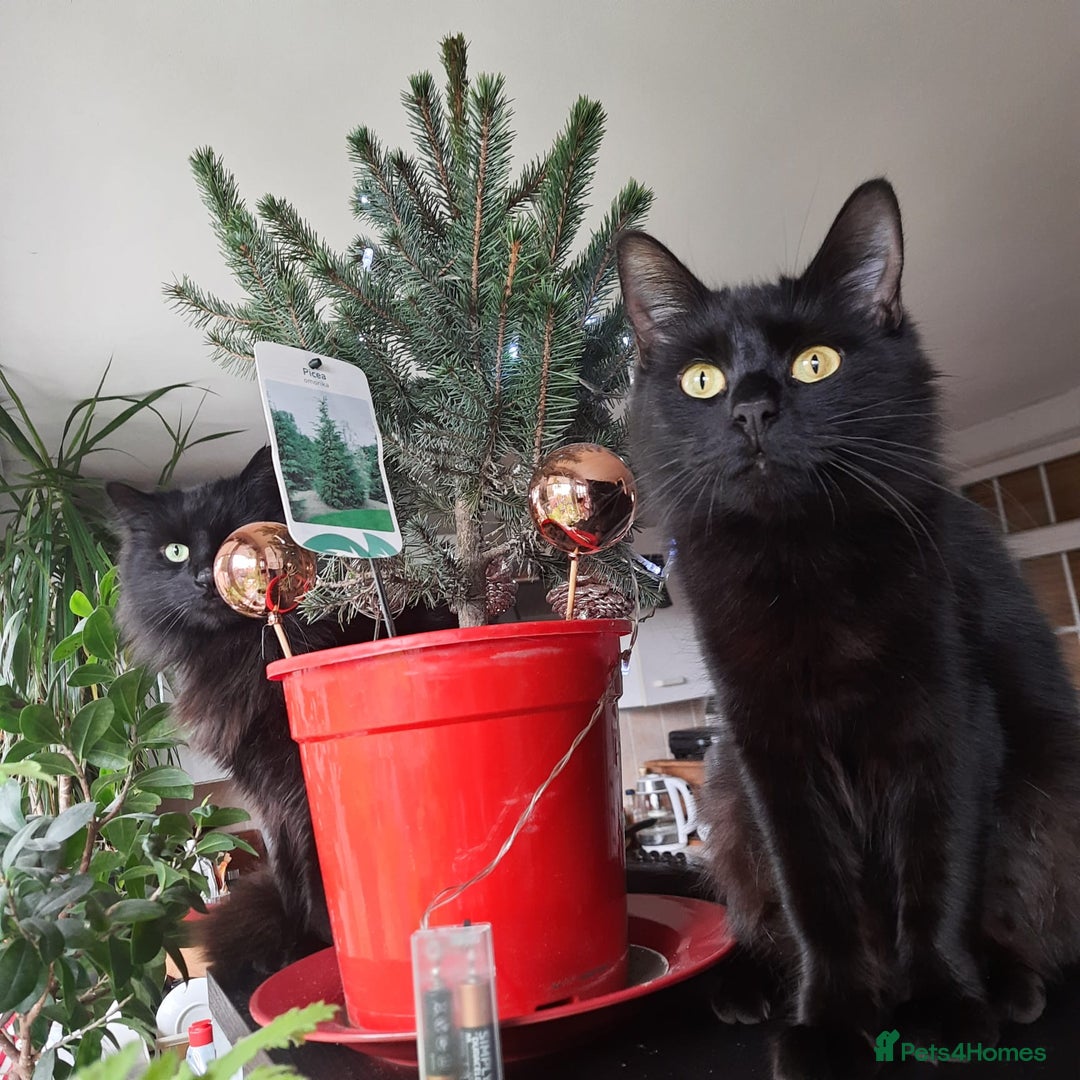 Mixed Breed cats for sale: Sweety girl  - Image 14