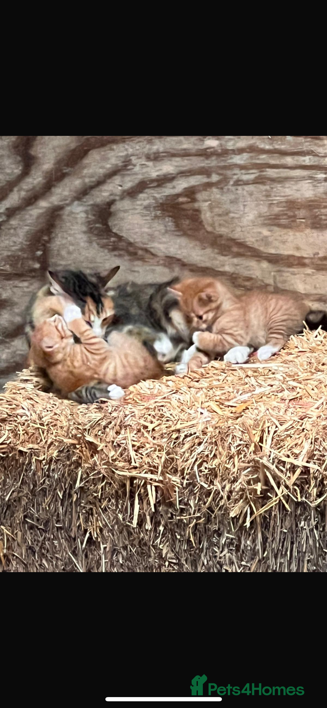 Mixed Breed cats for sale: Kittens for sale  - Image 2