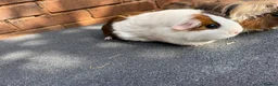 Guinea Pig rodents for sale: Guinea pigs looking for New Homes  - Advert 7