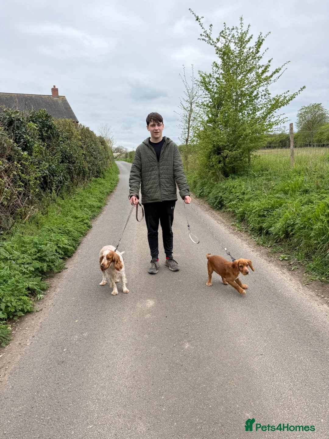 Cocker Spaniel dogs for sale: Cocker spaniel pup  - Advert 2
