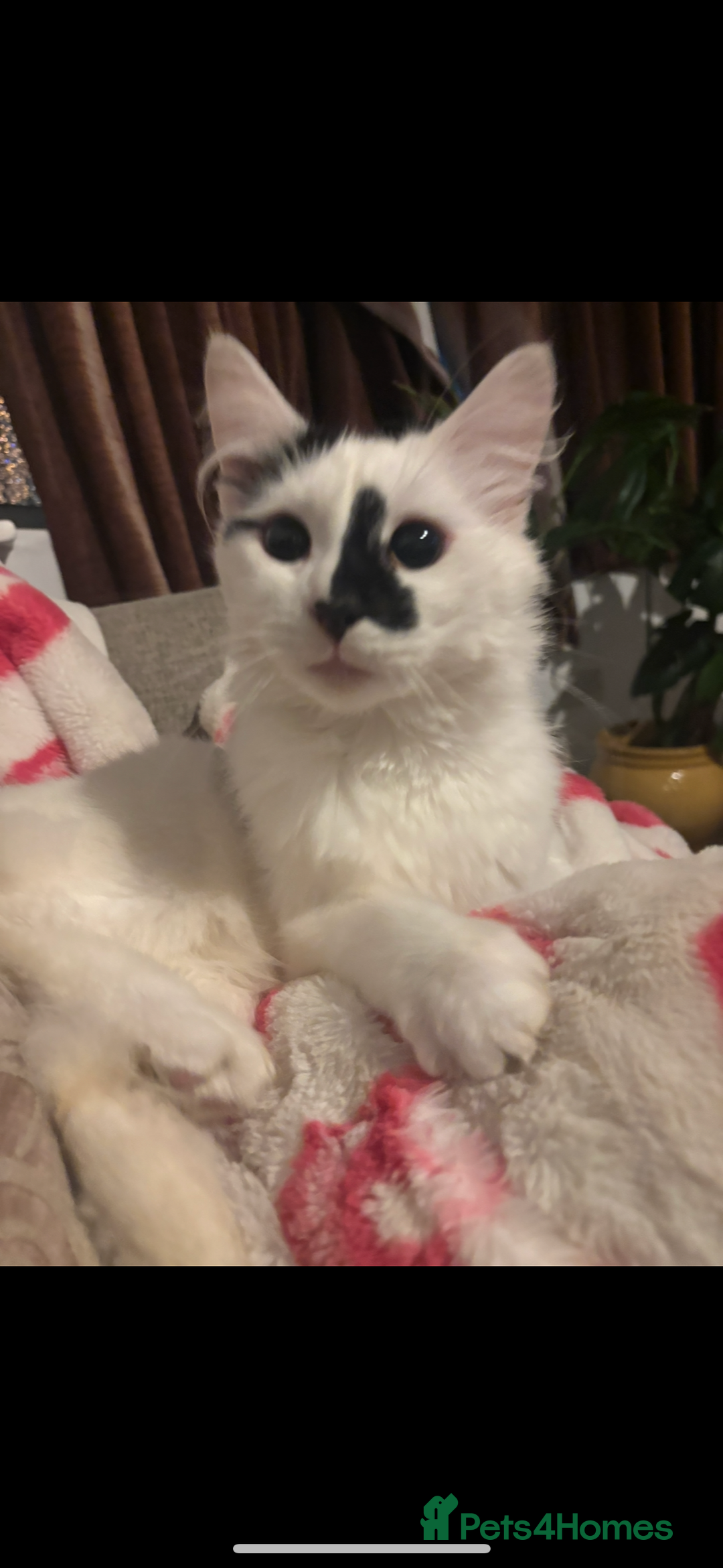 Turkish Angora cats for sale: Turkish angora mix. Male  - Advert 4