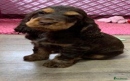 Cocker Spaniel dogs for sale: 5* LICENSED READY KC SHOW H/TESTED PUPPIES  - Image 9