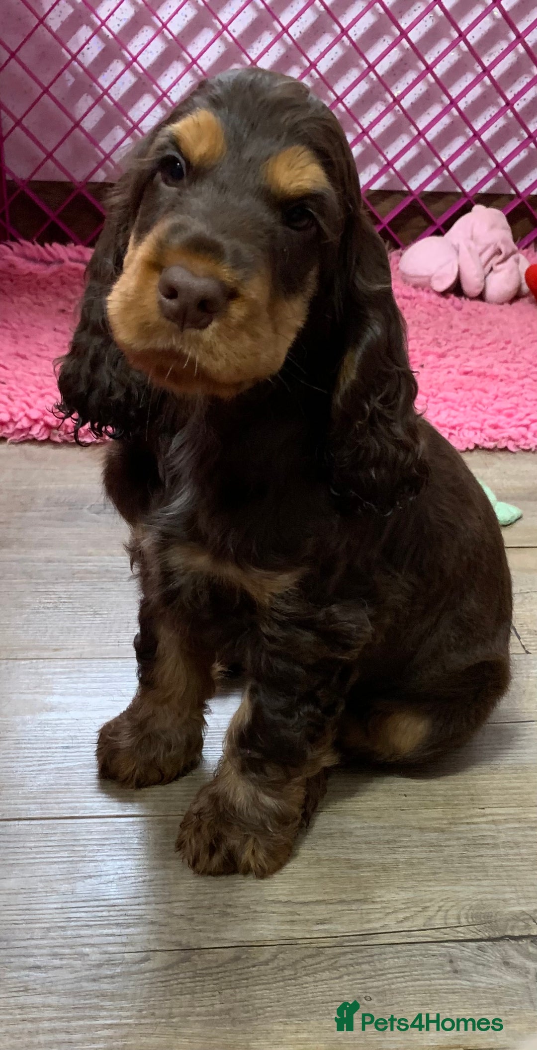 Cocker Spaniel dogs for sale: 5* LICENSED READY KC SHOW H/TESTED PUPPIES  - Image 9