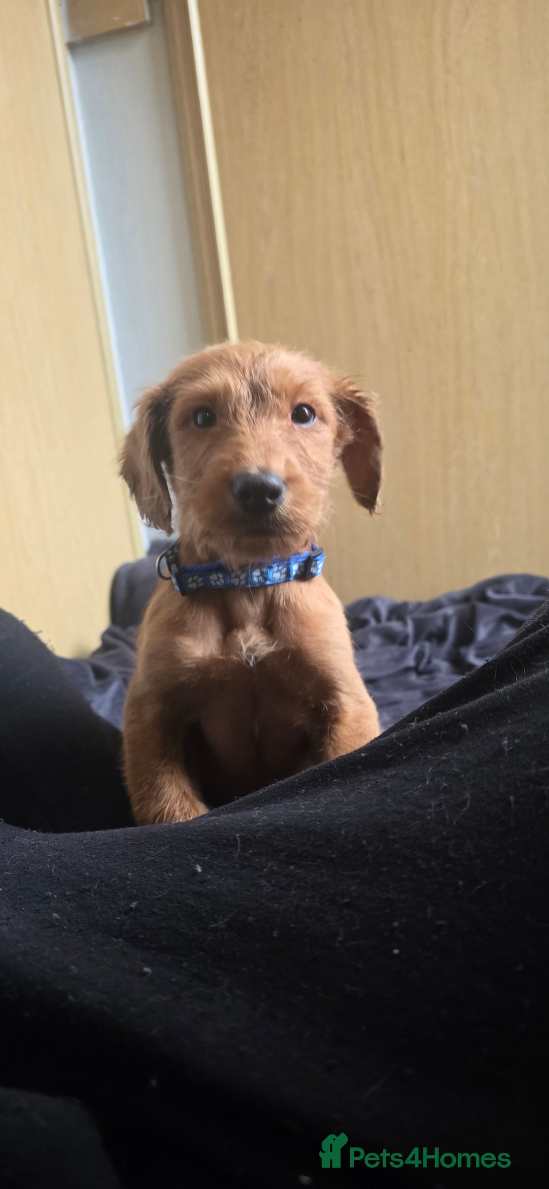 Irish Terrier dogs for sale: Five puppies for sale  - Advert 19