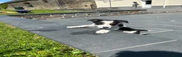 Border Collie dogs for sale: Adorable Border Collie puppies  - Advert 5