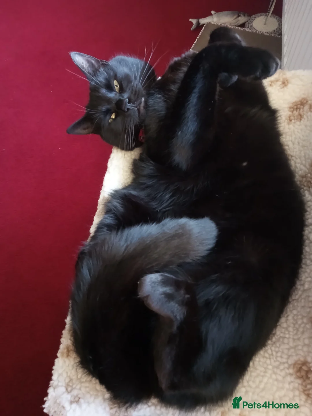 Mixed Breed cats for sale: Merlin needs a new forever home in Macclesfield - Advert 5