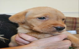 Labrador Retriever dogs for sale: Fantastic working bloodline kc labradors! - Image 8