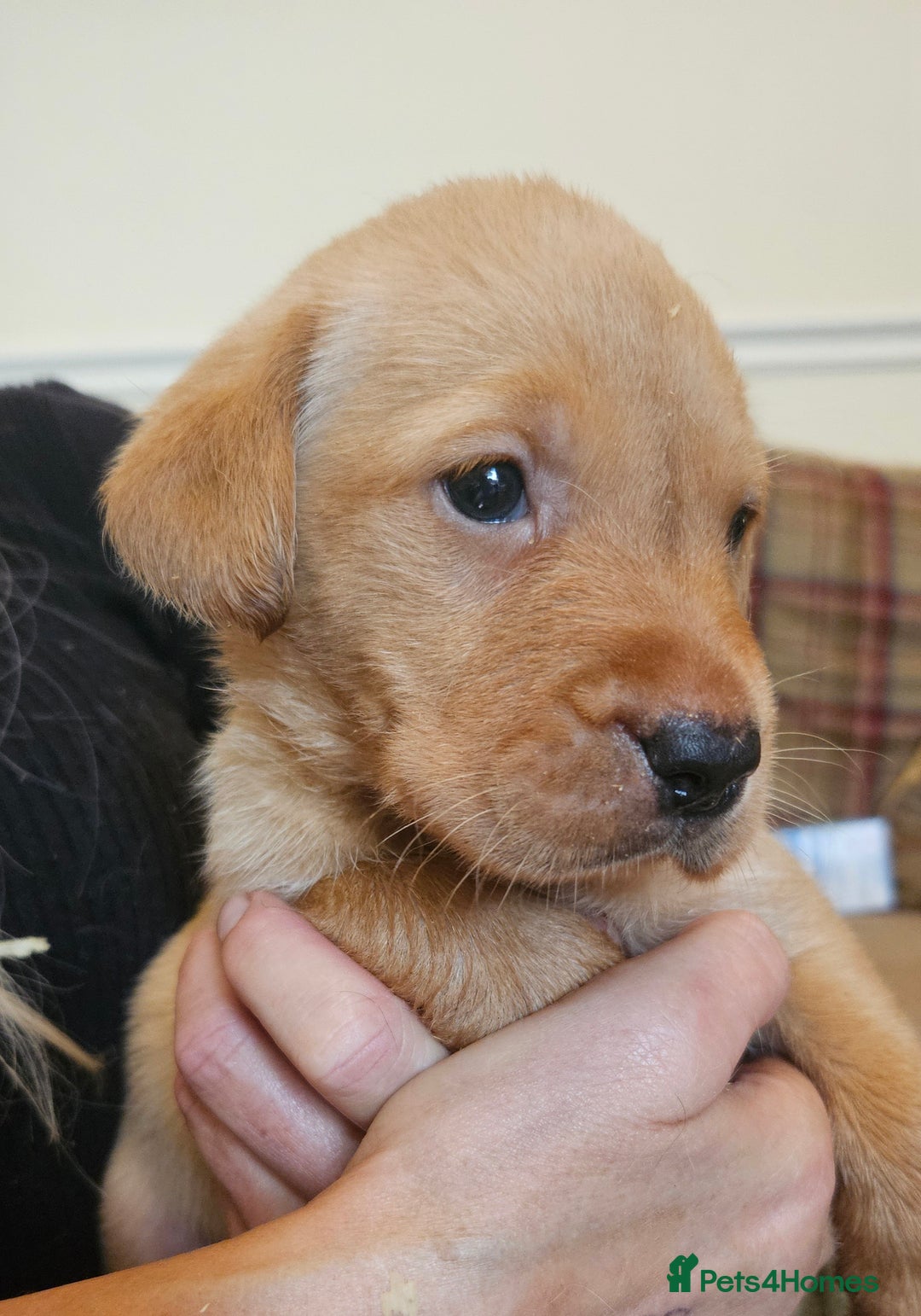 Labrador Retriever dogs for sale: Fantastic working bloodline kc labradors! - Image 8