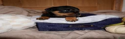 Rottweiler dogs for sale: Stunning litter of Rotweillers from family pet  in Wolverhampton - Advert 16