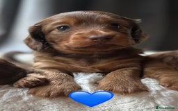 Dachshund dogs for sale: 1 girl and 2 boys miniature long haired dachshunds - Image 4