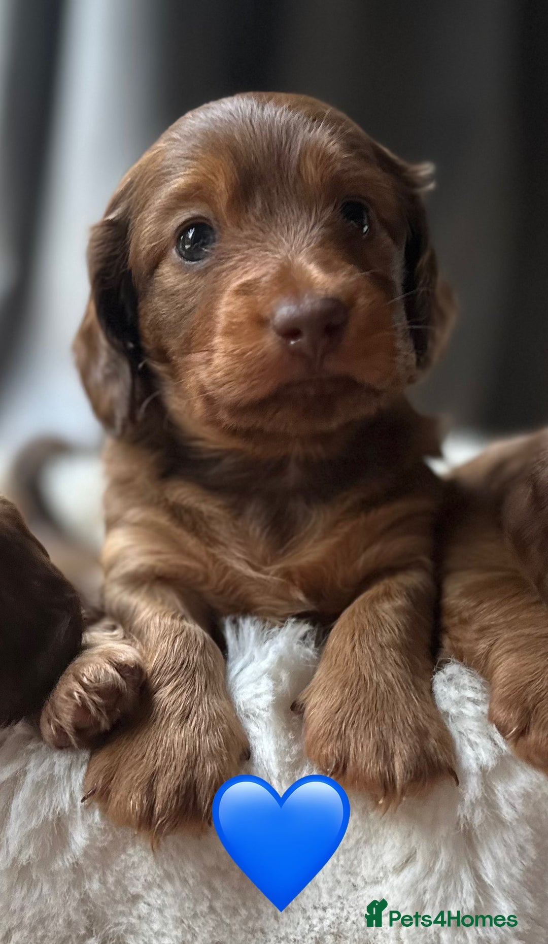 Dachshund dogs for sale: 1 girl and 2 boys miniature long haired dachshunds - Image 4