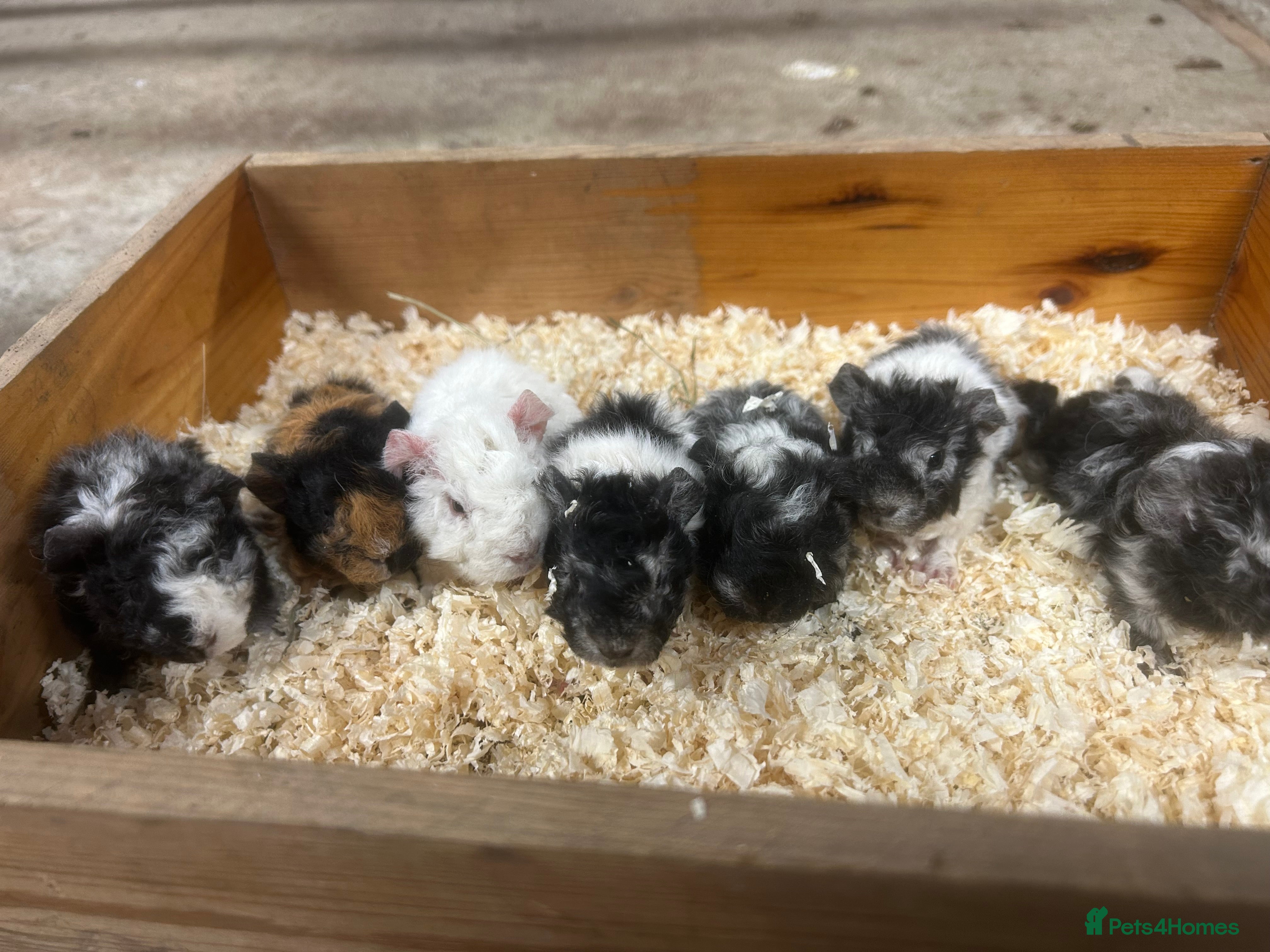 Guinea Pig rodents Lunkarya and Abyssinian guinea pigs for sale  - Advert 12