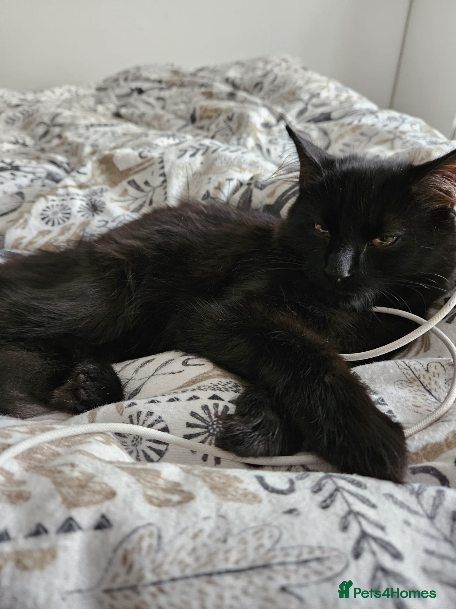 Mixed Breed cats Gorgeous Roo looking for a home in Hook - Advert 9