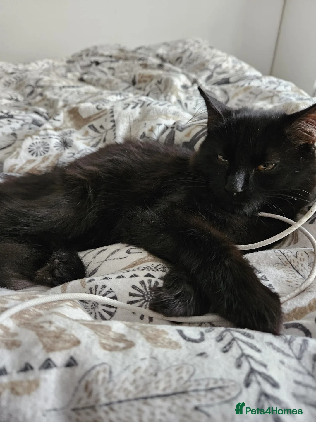 Mixed Breed cats for adoption: Gorgeous Roo looking for a home in Hook - Advert 1