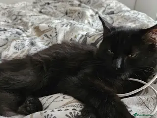 Mixed Breed cats Gorgeous Roo looking for a home in Hook - Advert 9