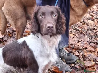 English Springer Spaniel dogs Salrowbra Gundogs standing at Stud - Advert 1