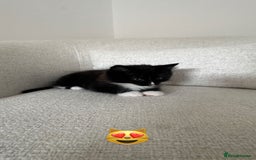 Domestic Shorthair cats for sale: Kitten 5 months old - Image 5