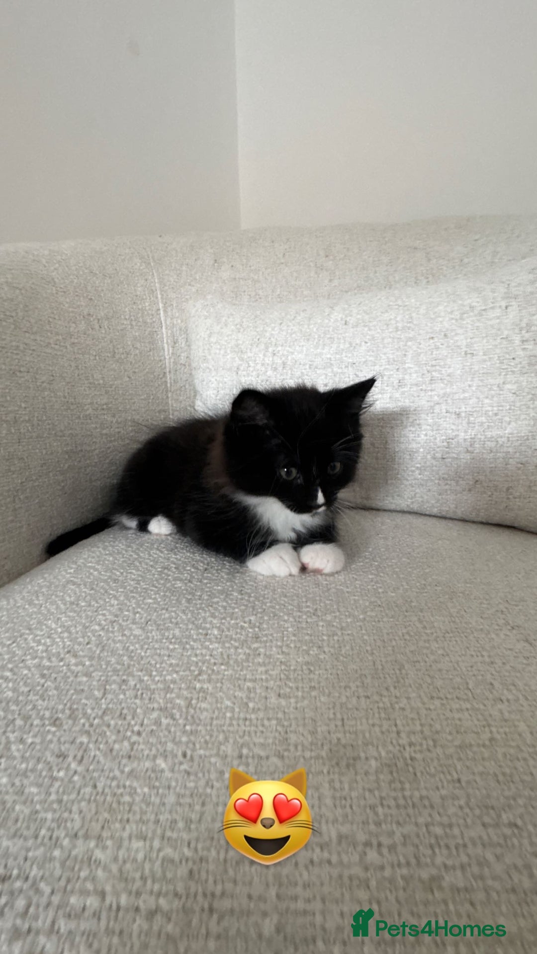 Domestic Shorthair cats for sale: Kitten 5 months old - Image 5