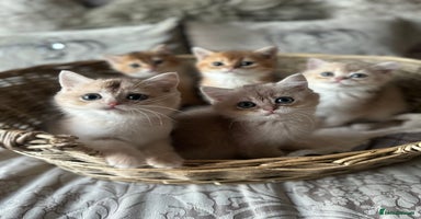 British Shorthair cats BLUE GOLDEN AND GOLDEN BSH - Advert 8