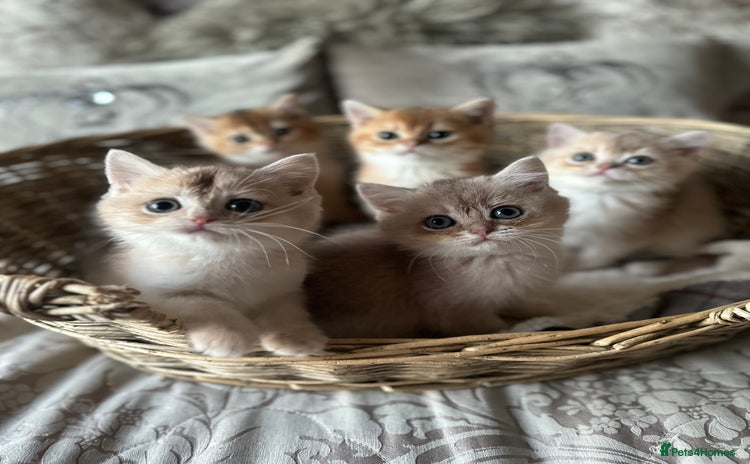 British Shorthair cats BLUE GOLDEN AND GOLDEN BSH - Advert 15