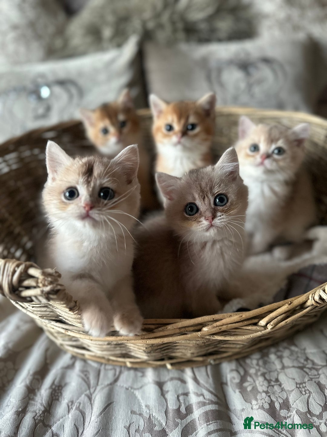 British Shorthair cats for sale: ‼️READY NOW‼️ 2 kittens left  - Advert 1