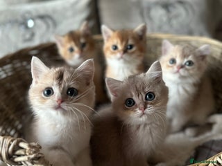 British Shorthair cats ‼️READY NOW‼️ 3 kittens left - Advert 1
