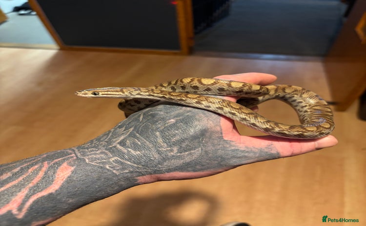 Boa Snake reptiles - Advert 1