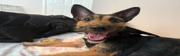 Jack Russell dogs for sale: 1 year old black and tan Jack Russell in Newcastle upon Tyne - Advert 4