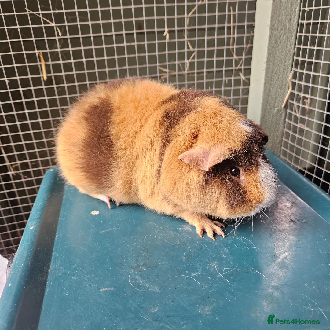 Guinea Pig rodents for sale: Teddy boars & sows  in Wotton-under-Edge - Advert 2