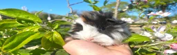 Guinea Pig rodents for sale: Guinea Pig Looking for their forever homes  - Advert 14
