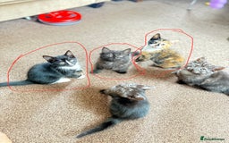 Mixed Breed cats for sale: Kittens  - Image 4