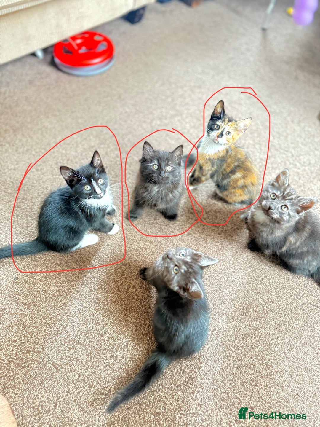 Mixed Breed cats for sale: Kittens  - Image 4