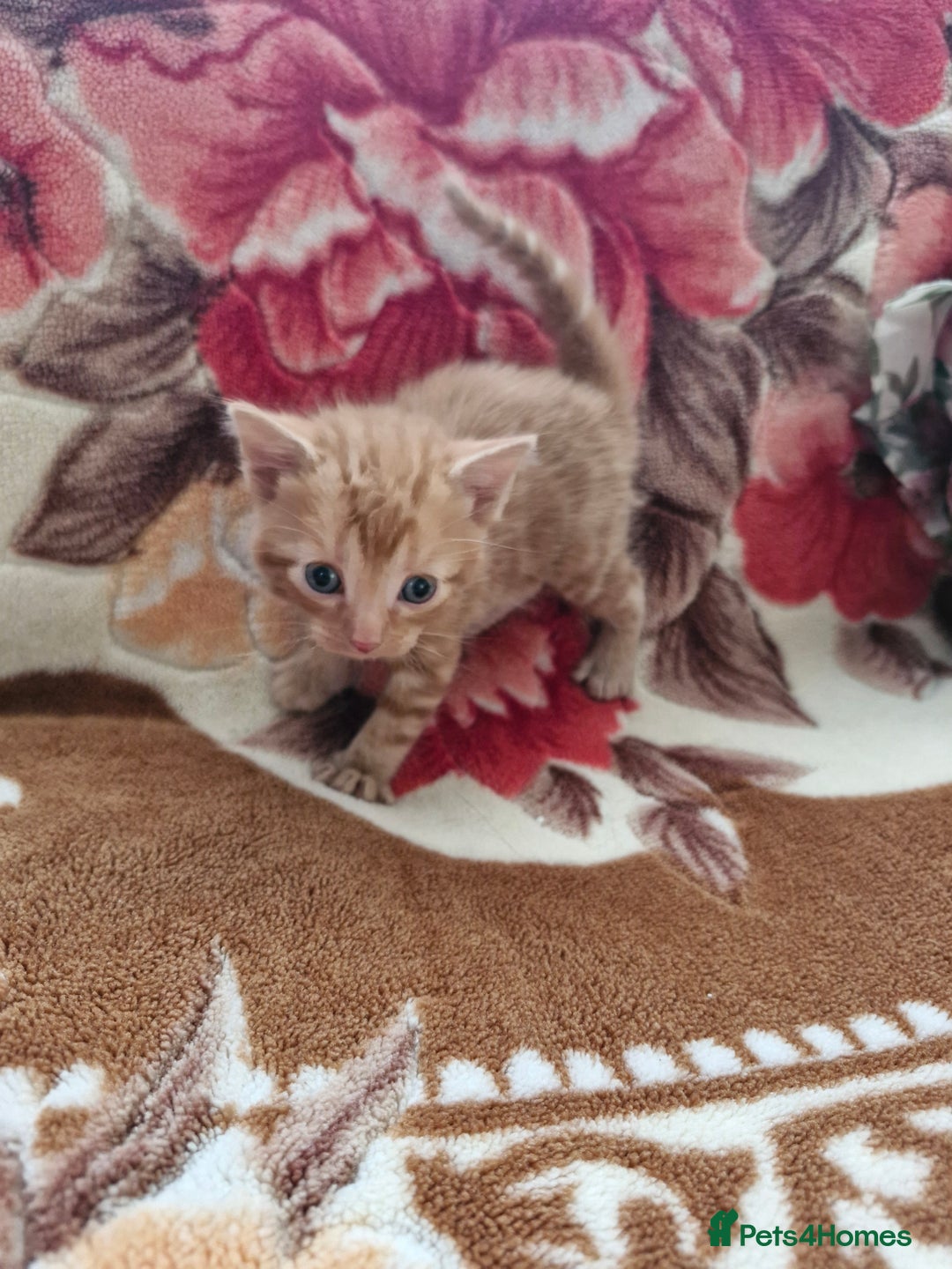 Mixed Breed cats for sale: Little kittens  - Advert 5