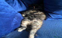 Domestic Shorthair cats for sale: Female tortoiseshell looking for a home - Image 5