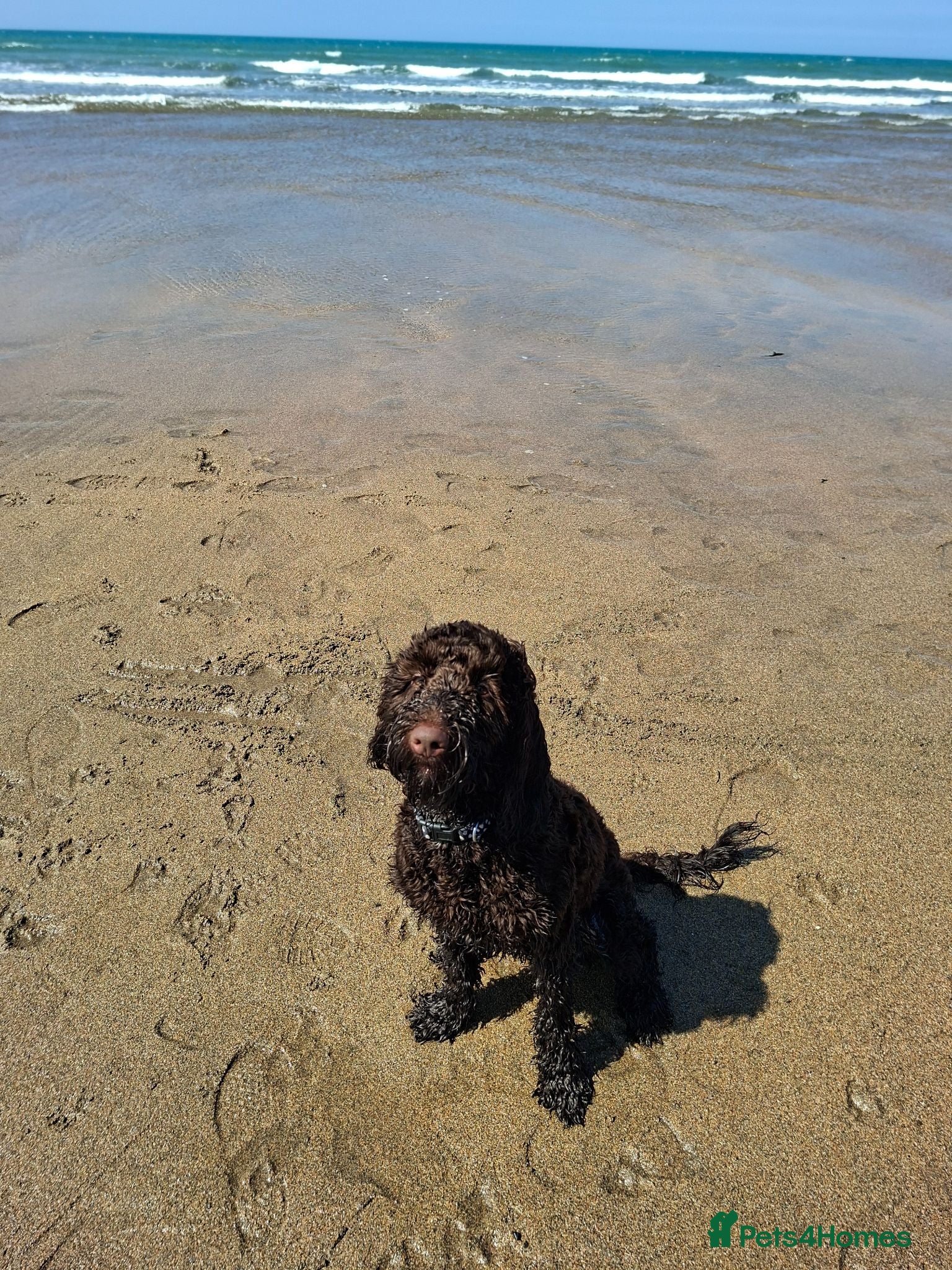 Sproodle dogs 11 month old Sproodle - Advert 1