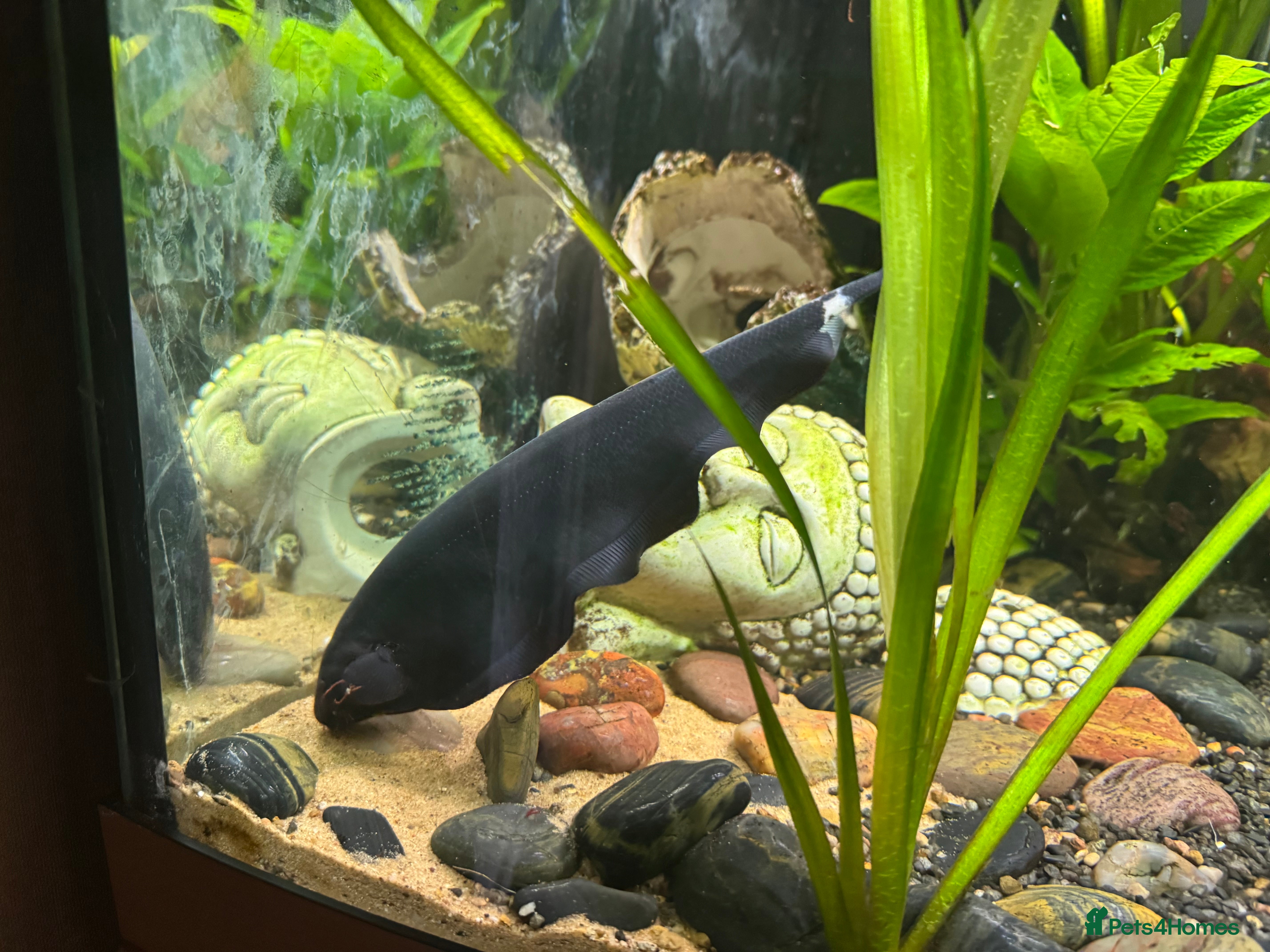 Other/Mixed Breed fish 8-9inch Black Ghost Knife Fish - Advert 2