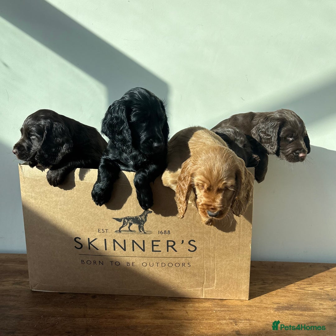 Cocker Spaniel dogs for sale: Beautiful Litter of Cocker Spaniel Puppies  - Image 5