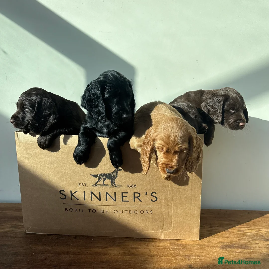 Cocker Spaniel dogs for sale: Beautiful boy remaining Cocker Spaniel Puppies  - Advert 11
