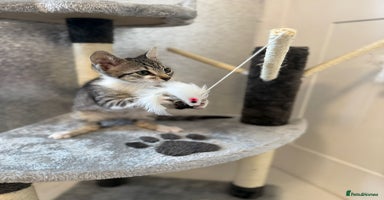 Mixed Breed cats - Advert 16