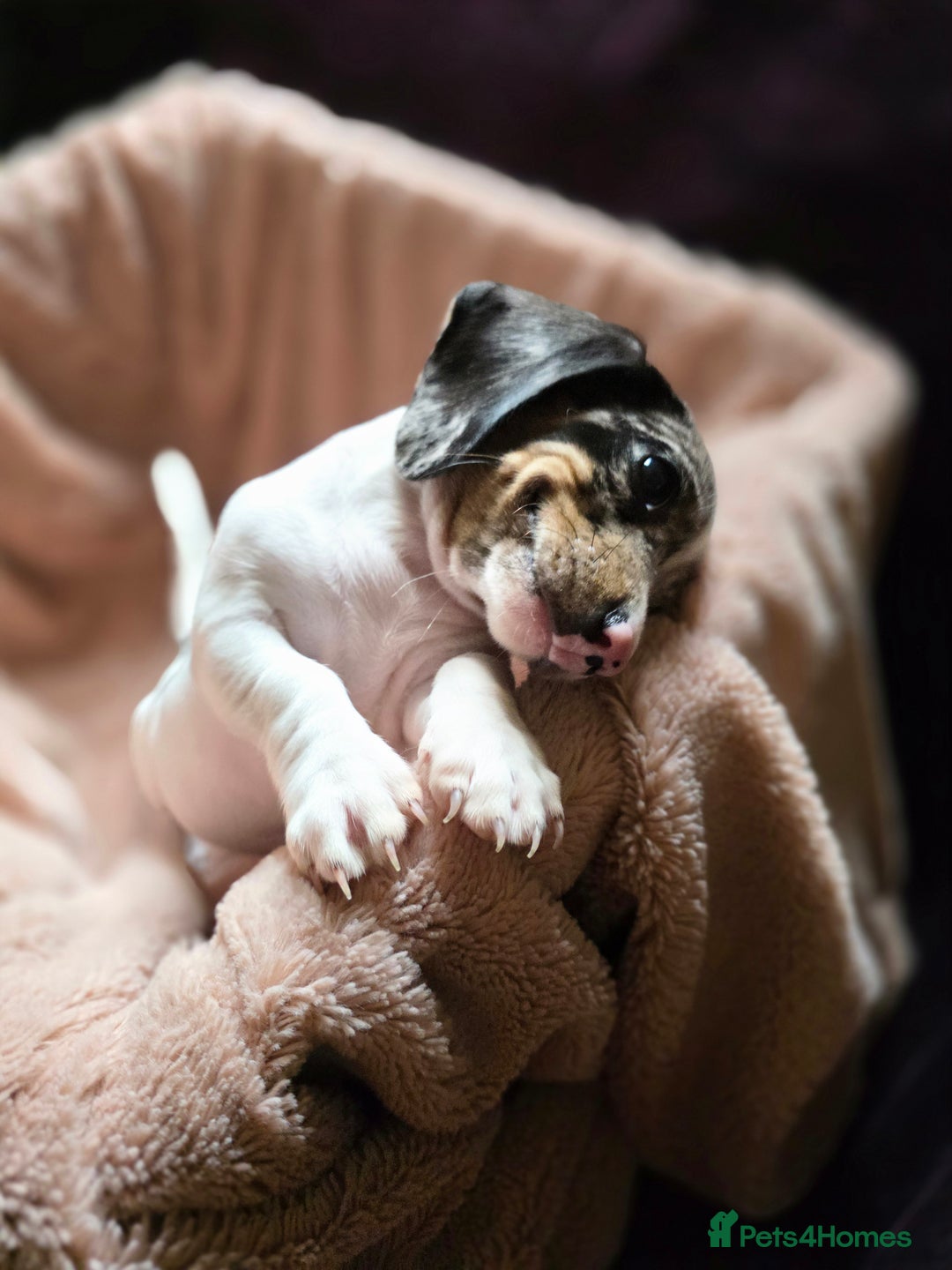 Dachshund dogs for sale: KC Registered Shorthaired dachshunds  - Image 7