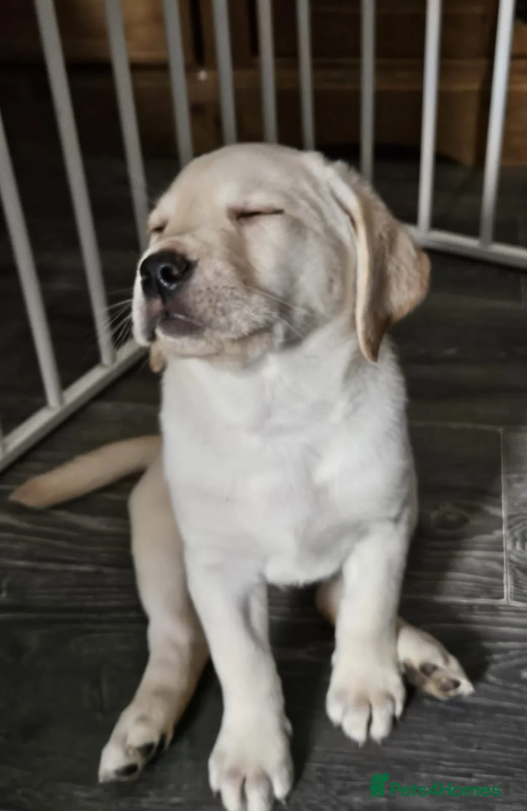 Labrador Retriever dogs for sale: Cheech looking for his forever family - Advert 2