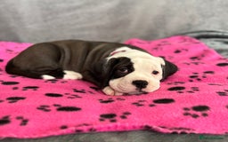 Old Tyme Bulldog dogs for sale: 🩷🩷Old Tyme Bulldog Puppies🩷🩷 - Image 16
