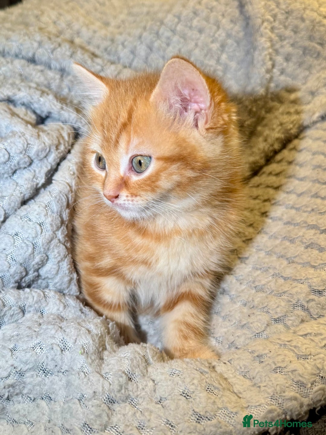 Domestic Shorthair cats for sale: Real life Garfield🤩 - Image 14