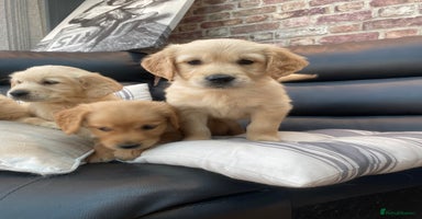 Golden Retriever dogs - Advert 2
