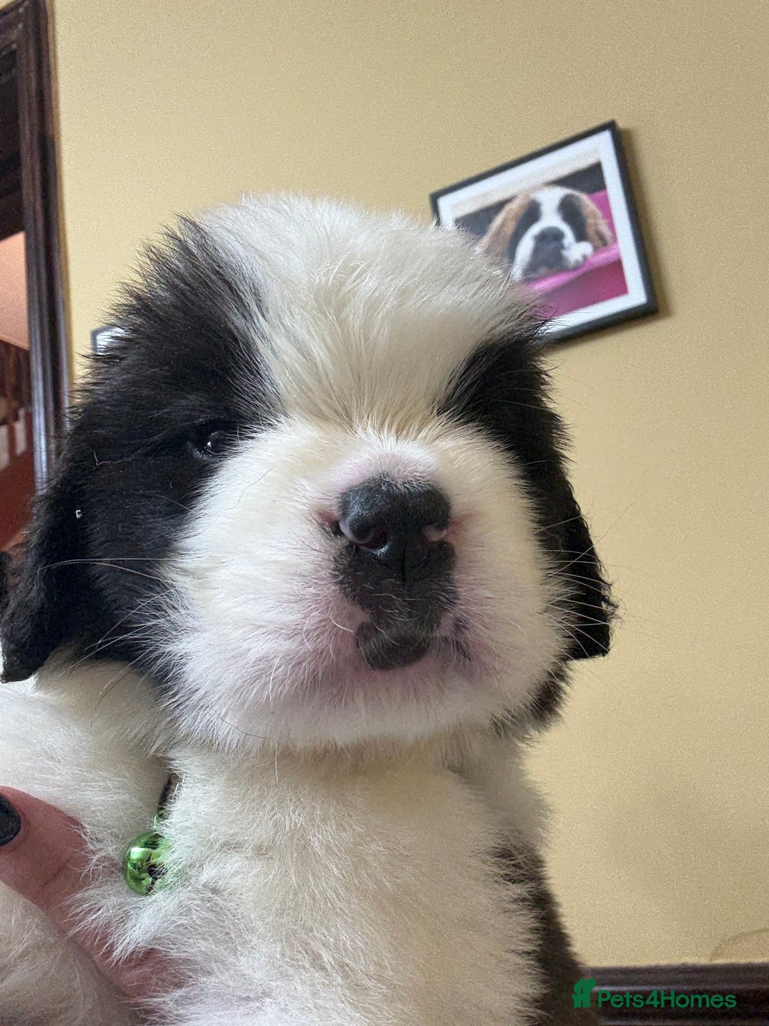 Saint Bernard dogs for sale: Health tested home raised puppies  in Thetford - Image 31