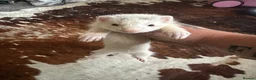 Ferret rodents for sale: Baby ferrets for sale in Bristol - Advert 1