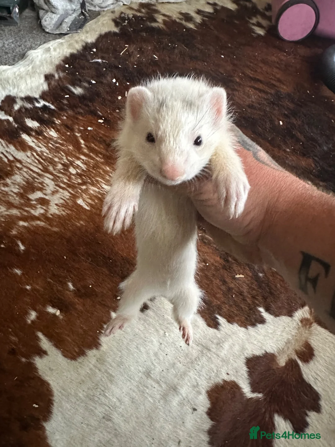 Ferret rodents for sale: Baby ferrets for sale in Bristol - Advert 1